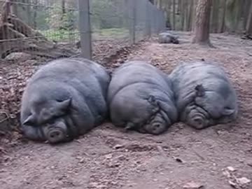 黒い三元豚