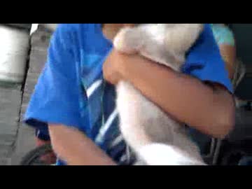 発狂する猫ｗｗｗｗｗｗｗｗｗｗｗｗｗｗｗｗ