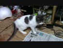【生後266日】きょうの仔猫【蒼民家の猫々】