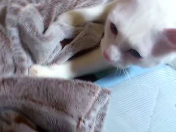 しろ猫がふみふみしてるだけ