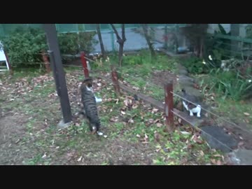 公園の次期女王の子猫、怒りに溢れつつ順調に成長する