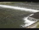 鴨川の流れる様子（３）