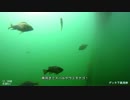 水中カメラ沈めてみた82　冬の海釣り公園で尺メバルを追う！