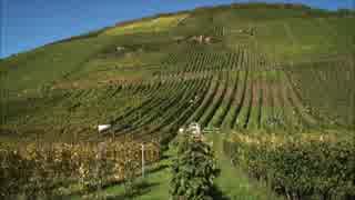 Mosel Wine 2