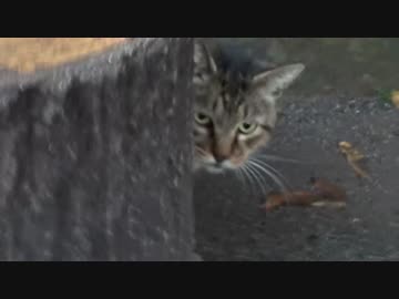 【公園猫戦争】暴虐の猫、公園から去る