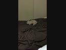 iPhone 6のスローモーションで家のウサギを撮って見ました。