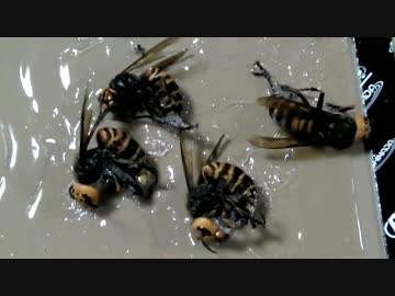 スズメバチホイホイ【高画質】