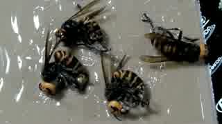 スズメバチホイホイ【高画質】