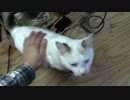 【生後267日】きょうの仔猫【蒼民家の猫々】