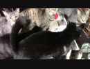 こんしゅうのおやつ【蒼民家の猫々】