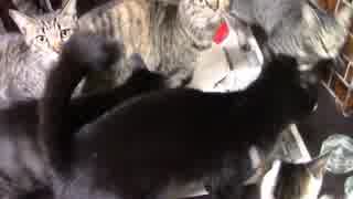 こんしゅうのおやつ【蒼民家の猫々】