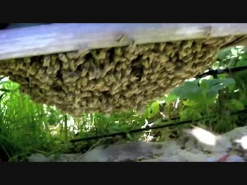 人気の みつバチ 動画 47本 2 ニコニコ動画
