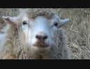 石神アグリカルチャー1501
