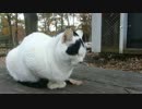 牛柄猫と戯れる