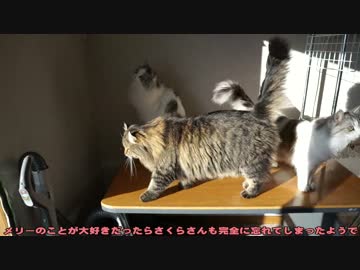 【#299】 今年もよろしく　【猫万歳】