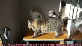 【#299】 今年もよろしく　【猫万歳】