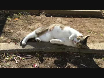 猫カースト最下層猫、切ない鳴き声で何かをアピールする