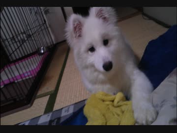 サモエドさん