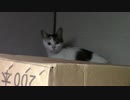 【生後268日】きょうの仔猫【蒼民家の猫々】