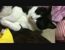 飼ってる猫の写真をiPhoneアプリで動画にしてみた