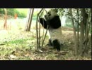2015年1月10日中継のハイライト 毛笋（マオスン）は立って高い所の葉っぱを齧る。