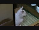 【生後269日】きょうの仔猫【蒼民家の猫々】
