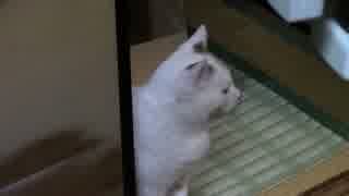 【生後269日】きょうの仔猫【蒼民家の猫々】