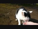 とある田舎の猫事情　～モフられ好きなオス猫２～