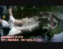 シカの内臓抜き編　新米猟師ハンターライフ箱罠