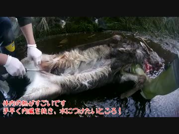 シカの内臓抜き編　新米猟師ハンターライフ箱罠