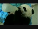 2015年1月10日中継のハイライト 七巧（チーチャオ）七喜（チーシー）のミルクタイム。