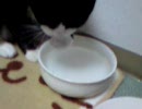 手で水を飲むぬこ