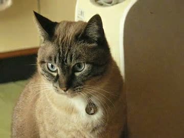 家猫生活３年１ヶ月 不本意ながらも加湿器を止めるジャンくん