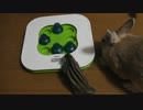 小動物たちと遊んでみた