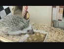 【ハリネズミ】あっというま【60日目】