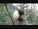 20150105 月亮産室 毛笋（マオスン）は大好きな木に登って来た。そして特等席にぴったりと体を挟む。