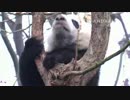 20150105 月亮産室 毛笋（マオスン）は特等席で寝ている。