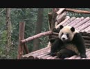 20150107 幼年パンダ園 奥莉奥（オリオ）は台の上にいる。足を抱えて痒いところを掻いている。