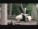 20150107　月亮産室 星願（シンユェン）は寝ている仲間たちをいじめる。起こされた珍多（ジェンドゥ）は星願と取っ組み合い始めた。