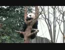 20150107 月亮産室 毛笋（マオスン）は特等席に顎を乗せて寝ている。