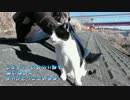 お気に入りの箱と小さな見守り隊【魚くれくれ野良猫】