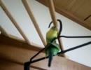 ブランコインコ