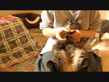 くるねこ大和　20150115　ネイルサロン2階組