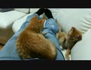 【拾い猫】茶トラっ子　どっちがどっち？
