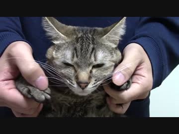 拾いねこ＠生後926/893日目　つきにょんのされるがままーな顔