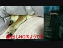 【犬】オスが実況するドラゴンエイジ：インクイジション【PS4】#24