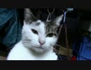 【生後271日】きょうの仔猫【蒼民家の猫々】