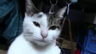 【生後271日】きょうの仔猫【蒼民家の猫々】