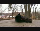 動きが変なしっぽの長い黒猫