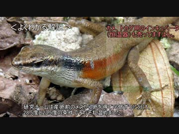 ゆっくり動物雑学「ふ化前の温度で…」
